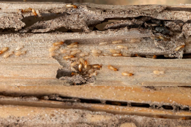 Best Affordable Pest Control Services  in Wilton Manors, FL